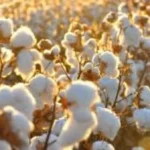 استهلاك القطن المصري يرتفع بنسبة 70% رغم تراجع الإنتاج