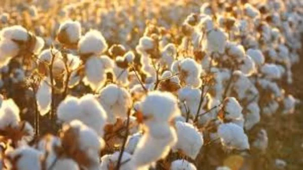 استهلاك القطن المصري يرتفع بنسبة 70% رغم تراجع الإنتاج