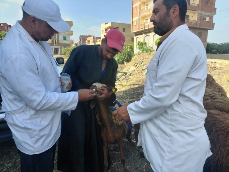 قافلة بيطرية مجانية تخدم 3169 طائراً وماشية بالغربية
