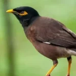 طائر المينا الهندي يهدد الحياة البرية في مصر