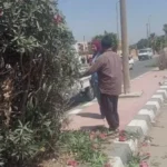 جهود المحافظة للحفاظ على البيئة بالمنيا