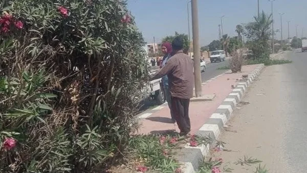 جهود المحافظة للحفاظ على البيئة بالمنيا