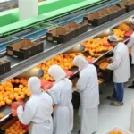 صادرات مصر الزراعية تتخطى 5 ملايين طن وتفتح أسواقًا جديدة