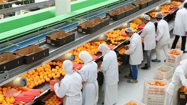 صادرات مصر الزراعية تتخطى 5 ملايين طن وتفتح أسواقًا جديدة