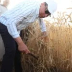 انتظام توريد القمح في المنيا: 512 ألف طن حتى الآن