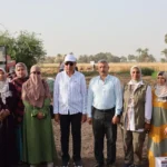 انتظام توريد القمح في المنيا: 512 ألف طن حتى الآن