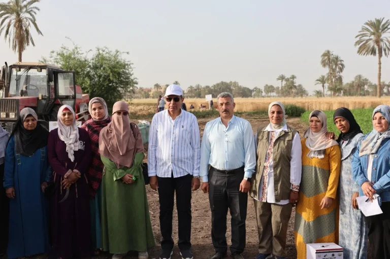 انتظام توريد القمح في المنيا: 512 ألف طن حتى الآن