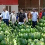 مزاد فريد لبيع البطيخ في الإسكندرية
