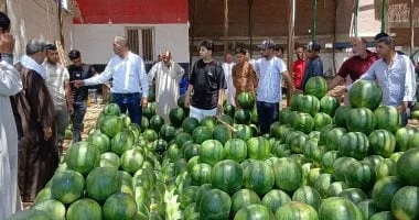 مزاد فريد لبيع البطيخ في الإسكندرية