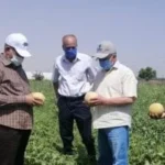 أهمية البحث العلمي في صناعة الدواجن والبيض بمصر
