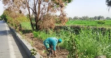 الأقصر تنهي زراعة 400 شجرة وتطلق حملة لرفع الإشغالات