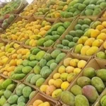 توافر 15 نوع من المانجو في الأسواق المصرية