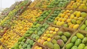 توافر 15 نوع من المانجو في الأسواق المصرية