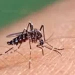 البرازيل تعلق التطعيم بلقاح حمى الضنك مؤقتًا