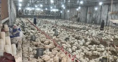 العلاقة بين نمو الدواجن والطفرات الجينية