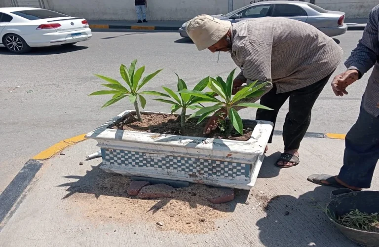 حي العجوزة ينهي زراعة الأحواض أسفل كوبري 15 مايو