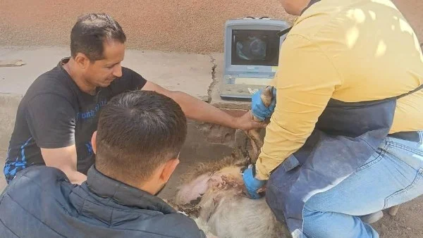 جهود وزارة الزراعة في تلقيح وعلاج الماشية خلال مايو