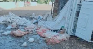 انقلاب سيارة نقل بسوهاج يكشف لحوماً مجهولة المصدر