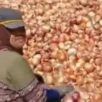 صادرات مصر من البصل تتجاوز 85 ألف طن في 2026