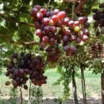 صادرات مصر من العنب تقترب من 58 ألف طن منذ بداية 2023