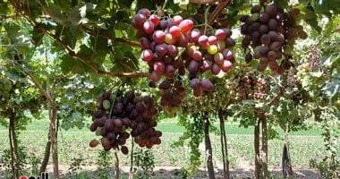 صادرات مصر من العنب تقترب من 58 ألف طن منذ بداية 2023