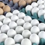 انخفاض كبير في أسعار البيض في الأسواق