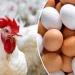أسعار الدواجن والبيض في الأسواق اليوم