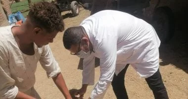 تحصين الكلاب الضالة في الأقصر لحماية المواطنين والسائحين