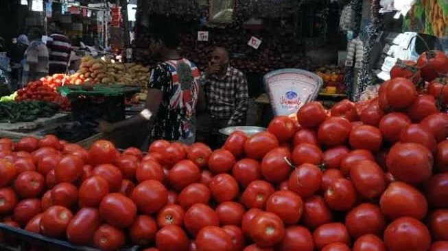 ارتفاع سعر الطماطم اليوم في الأسواق المصرية
