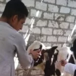 تحصين 146 ألف رأس ماشية بسوهاج ضد الأمراض الوبائية