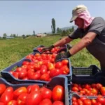 تحذيرات من شراء الطماطم غير الناضجة