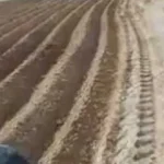 الأمثال الشعبية والزراعة في مصر