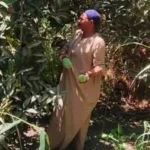حصاد المانجو في الأقصر: موسم مميز وأسعار تنافسية