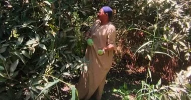 حصاد المانجو في الأقصر: موسم مميز وأسعار تنافسية