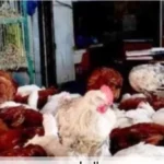 استقرار أسعار الدواجن في أسوان اليوم