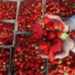 فرص تصديرية واعدة للشركات المصرية في السوق الأمريكية