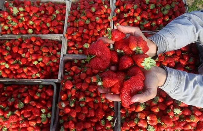 فرص تصديرية واعدة للشركات المصرية في السوق الأمريكية