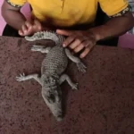 العثور على تمساح صغير في نهر النيل بالمنوفية
