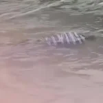 العثور على جثمان في بحر كفر مويس ببنها