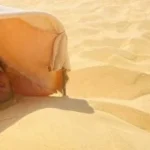 انتعاش السياحة العلاجية في واحة سيوة