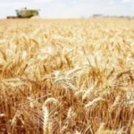 نمو غير مسبوق للزراعة المصرية في موسم القمح