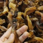 الصرمباء تتألق في الغردقة وتجذب الزوار