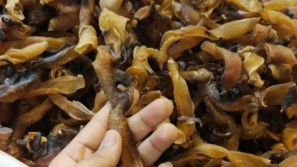 الصرمباء تتألق في الغردقة وتجذب الزوار
