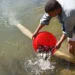 استثمار طويل الأجل في زريعة الأسماك بالمنيا