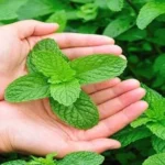 فعالية نبات النعناع البري كطارد للبعوض