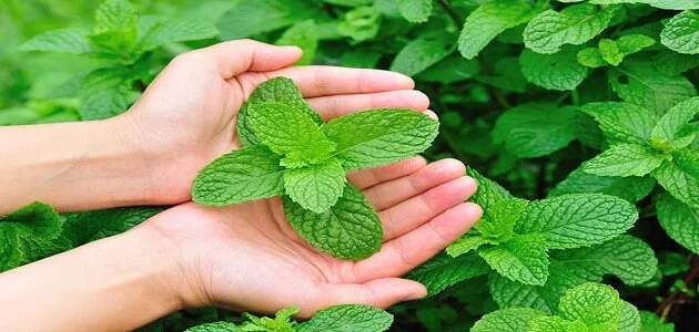 فعالية نبات النعناع البري كطارد للبعوض