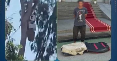 تفصيل جديد عن "عشة بشجرة" في الإسماعيلية