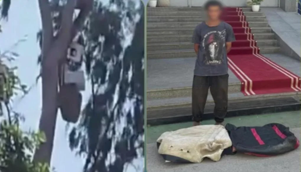 القبض على المتهم بإنشاء "عشة" فوق شجرة بالإسماعيلية