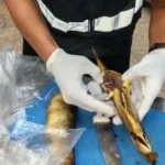 تكثيف الرقابة على المنشآت السياحية بالبحر الأحمر