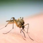 9 نصائح لتجنب لدغات الناموس في الصيف